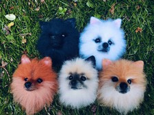 Handmade Needle Felted/POMERANIAN / Brooch/Animal brooch/Pin/Dog Lover Gift