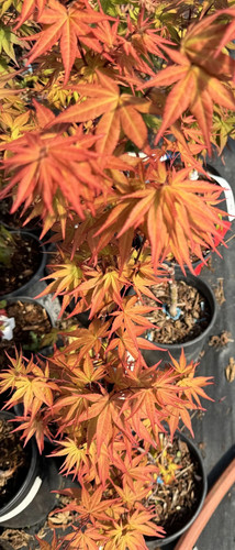 Dracula grafted japanese maple - grafted,