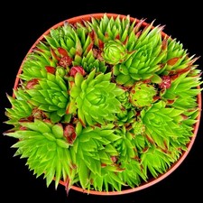 Sempervivum 'Herta Red' Hens and Chicks House leeks in 10 cm pot