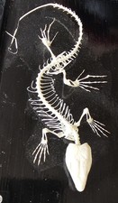 Lizard Skeleton Taxidermy