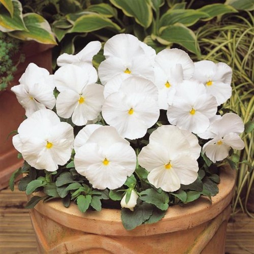 Winter flowering pansy - winter,