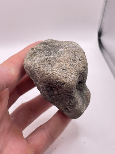 Carolina fossil whale dolphin - carolina,
