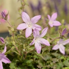 Campanula ‘Pinkins’ – 9