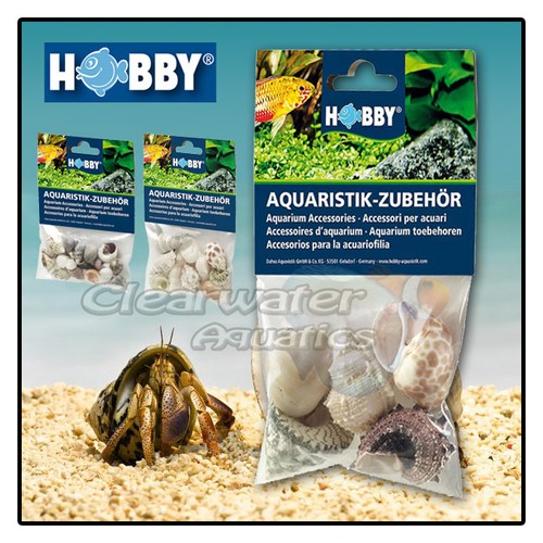 Hobby natural hermit crab sea - hobby,