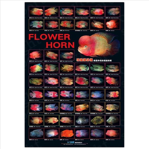 Azoo flowerhorn poster - azoo,