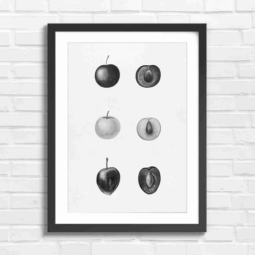 Botanical vintage plums fruit - botanical,