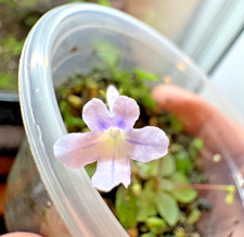 Micro Sinningia Pusilla Seeds