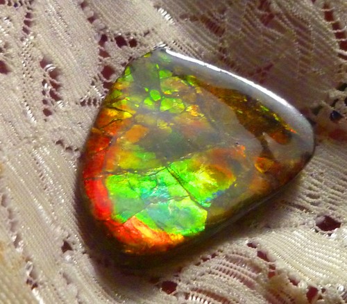 Ammolite mulit color - ammolite,