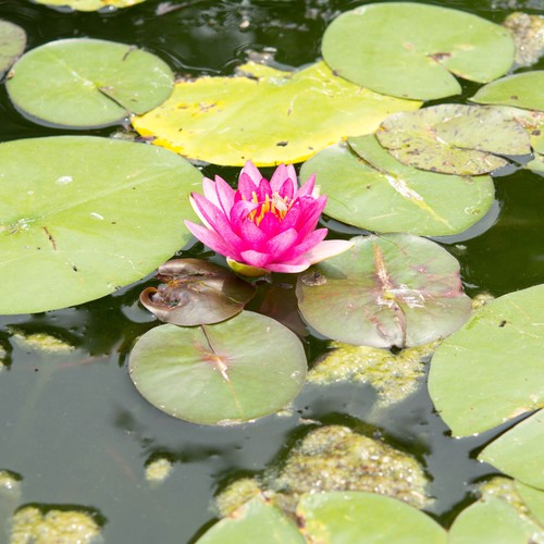 Nymphaea masaniello water - 'masaniello',