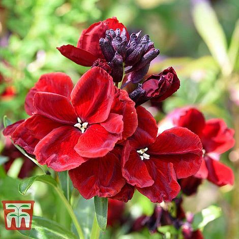 Thompson morgan wallflower - &,
