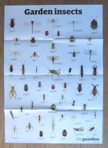 The guardian wallchart - guardian, wall