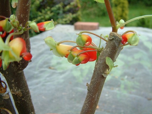 Impatiens niamniamensis congo - impatiens,