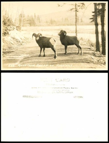 Mountain sheep highway - mountain,