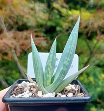 Aloe dhufarensis - RARE - Succulent / Cacti - Industrial Agave