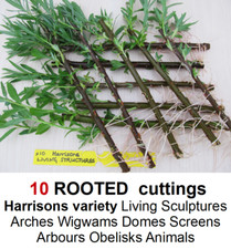Willow Tree ROOTED cuttings