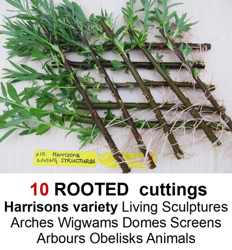 Willow tree rooted cuttings - rooted,