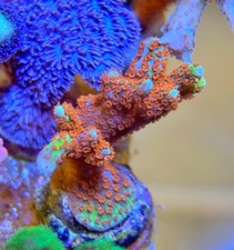 Forest Fire Montipora SPS Coral *Combine Post*