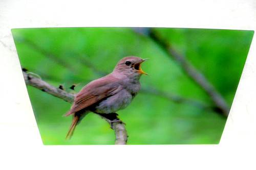 Postcard nightingale - 3d,