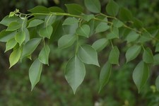 Dalbergia sissoo india - dalbergia, sissoo,