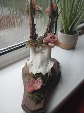 Taxidermy Deer Skull With