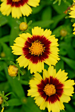 3 x Coreopsis 'Uptick Yellow