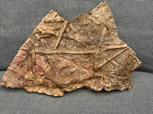 Detailed fossil crinoid - fossil,