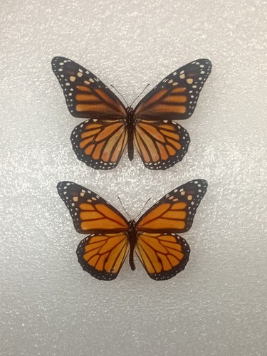 Monarch butterfly crafting - monarch,