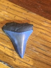 1.25" Authentic Fossil Great