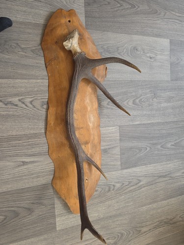 Wall mounted antler - mounted,