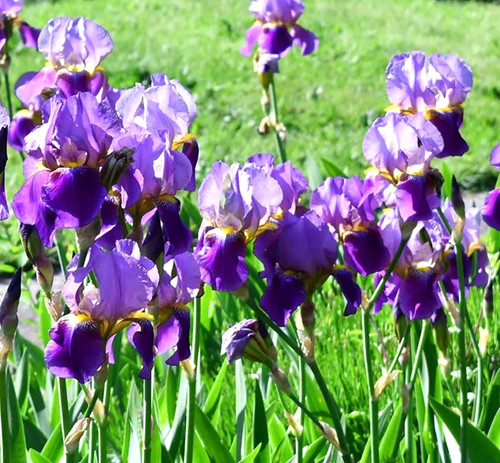 6cm root plants iris - +, plants,