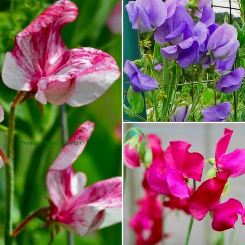 Free postage sweet pea - free, 12