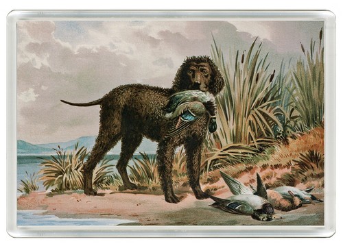 Irish water spaniel dog fridge - irish,