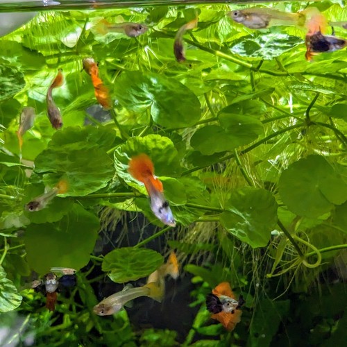 Brazilian pennywort easy - , live