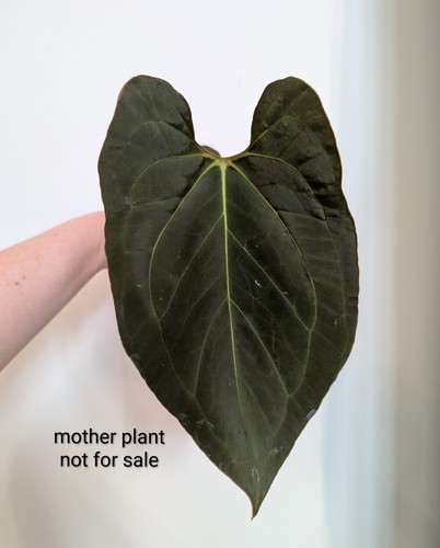 Anthurium indo noid butt cut - indo,
