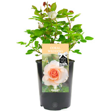 Coral Wedding Rose - 35th Wedding Anniversary Gift - Live Rose Bush Plant