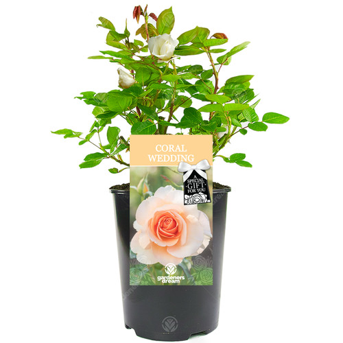 Coral wedding rose 35th - coral,