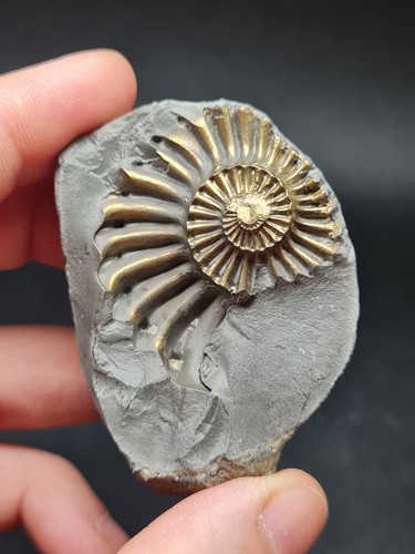 Pyritized pleuroceras ammonite - pyritized,