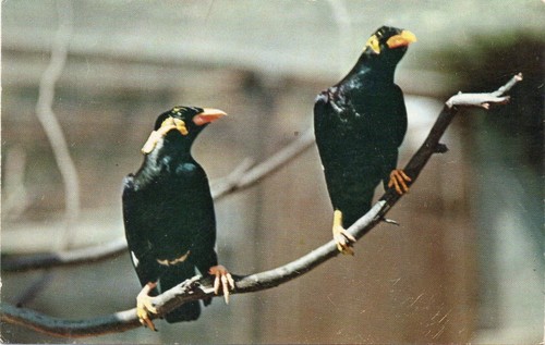 Talking mynah birds bird - talking, birds-bird
