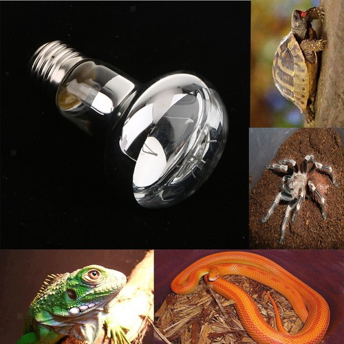Vivarium terrarium snake - vivarium,