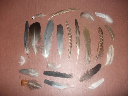 Natural birds feathers - 21,