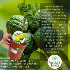 Large Plant – Mini Kaffir