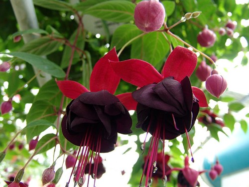 Fuchsia millennium plants - 2x,