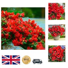 Established 'Scarlet Wonder' Rhododendron in 9cm Pot - Hardy Garden Plant