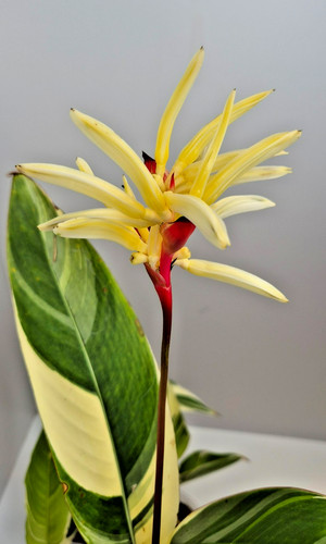 Heliconia psittacorum lady - heliconia, ‘lady