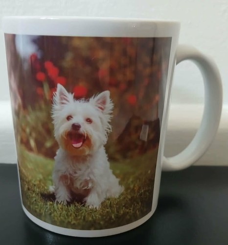 Westie dog the - dog, in