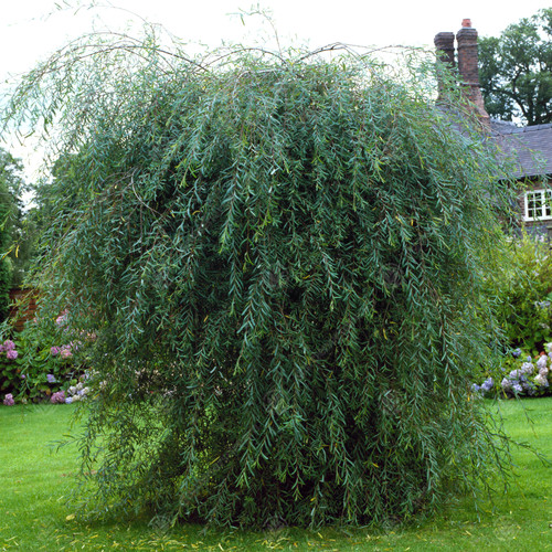 Salix purpurea pendula - salix,