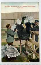 (La9505-175) Plucking The Plumes at The CAWSTON OSTRICH FARM Unused c1910, VG-EX