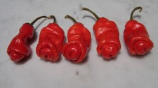 10 seeds red Peter Pepper