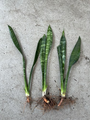 3pcs snake plant with - snake, roots