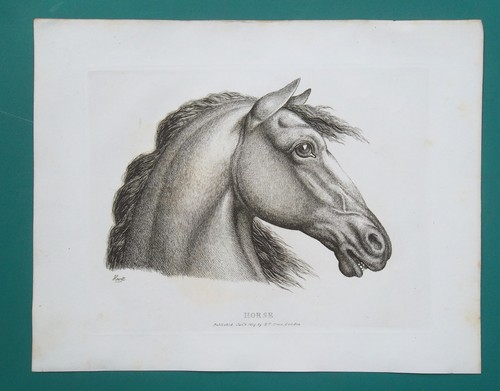 Head horse 1809 - head, original